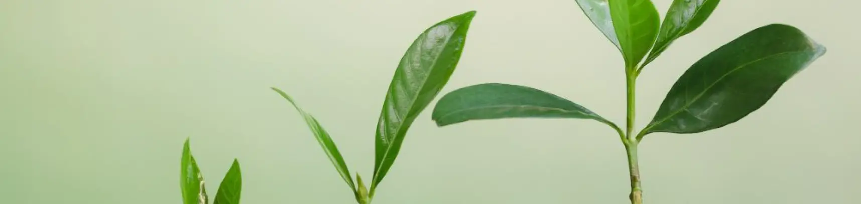 NGO Pulse - das Magazin für Nonprofits