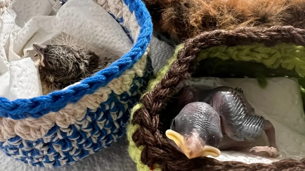 Vogelbabies in gehäkelten Nestern